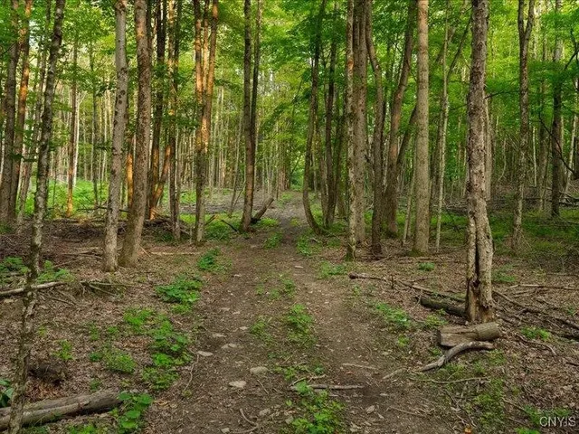 $56,900 | Armstrong Road, West Winfield, NY 13491