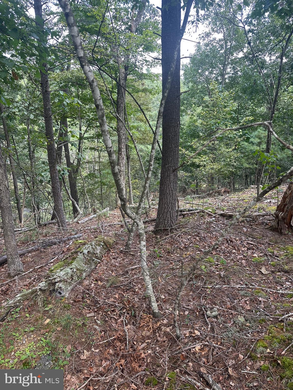 20 East Walls Ridge Road Basye, VA 22810 - Photo 7 of 8