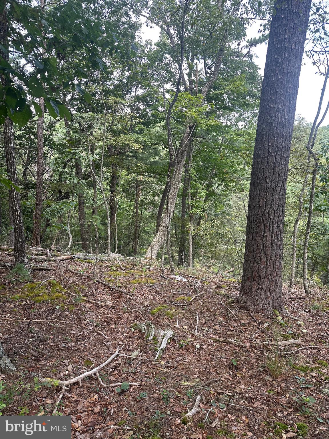 20 East Walls Ridge Road Basye, VA 22810 - Photo 8 of 8