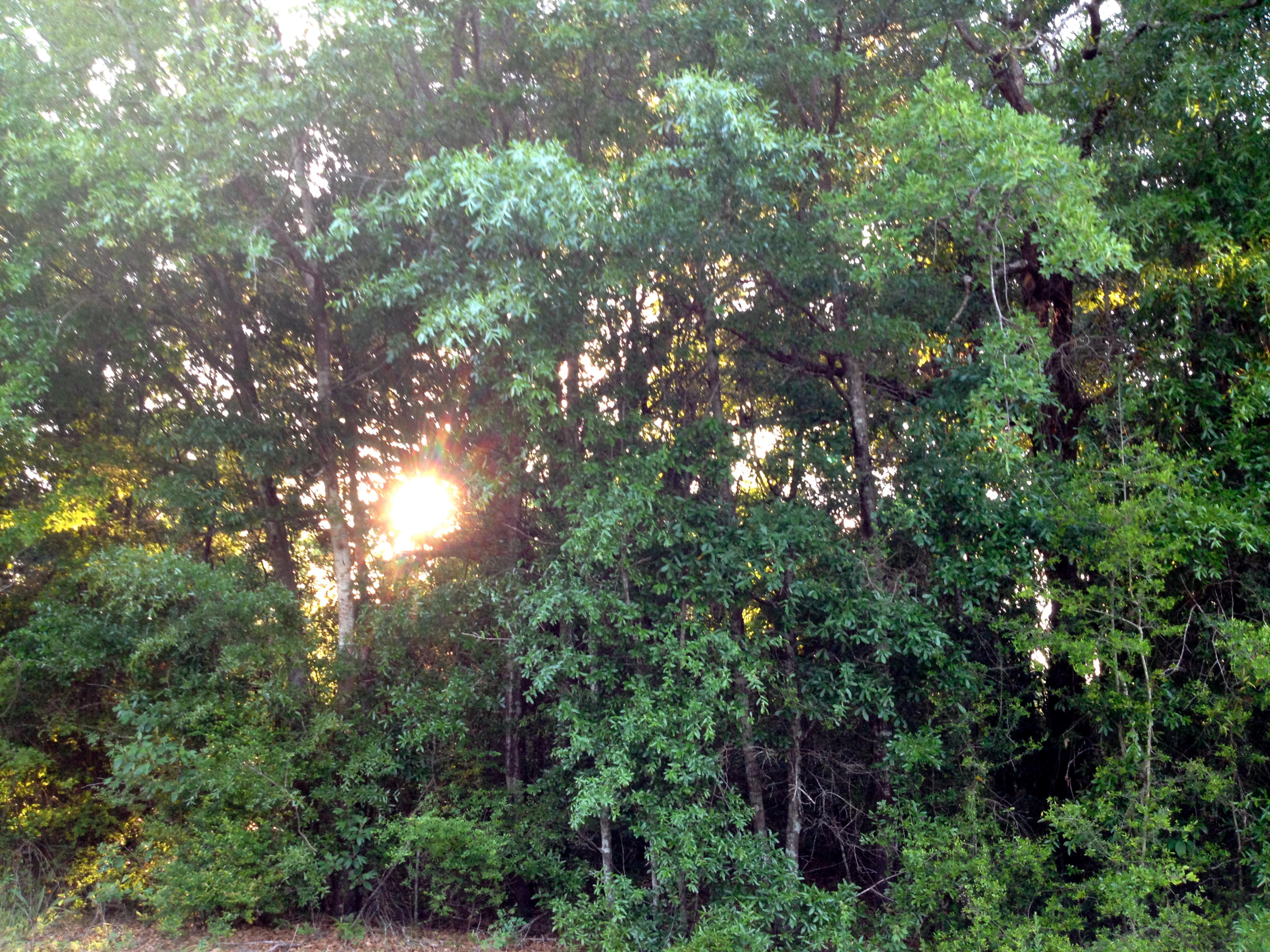 43-acres Cosson Road DeFuniak Springs, FL 32435 - Photo 14 of 34 Gallery Image 14