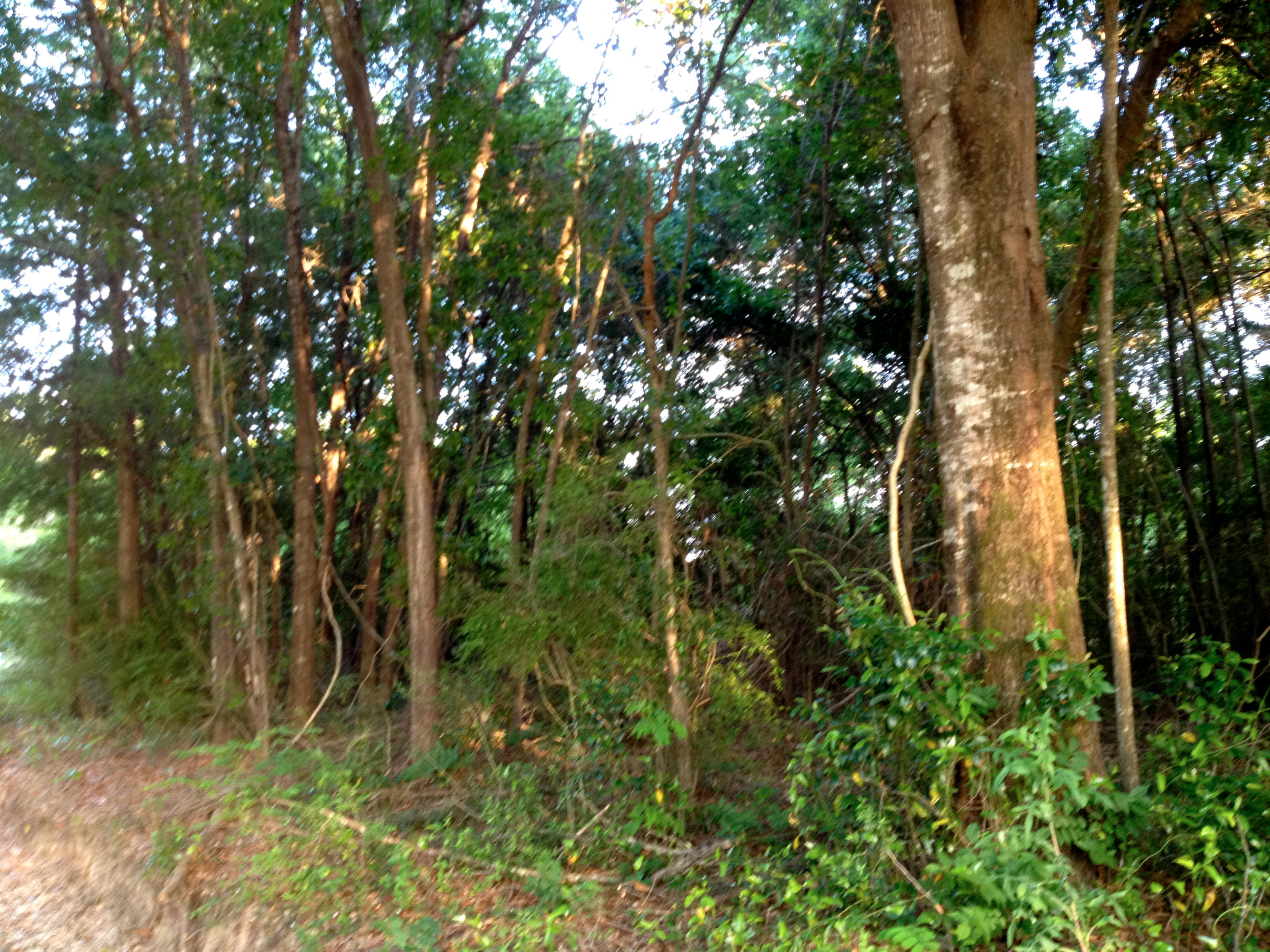 43-acres Cosson Road DeFuniak Springs, FL 32435 - Photo 22 of 34 Gallery Image 22