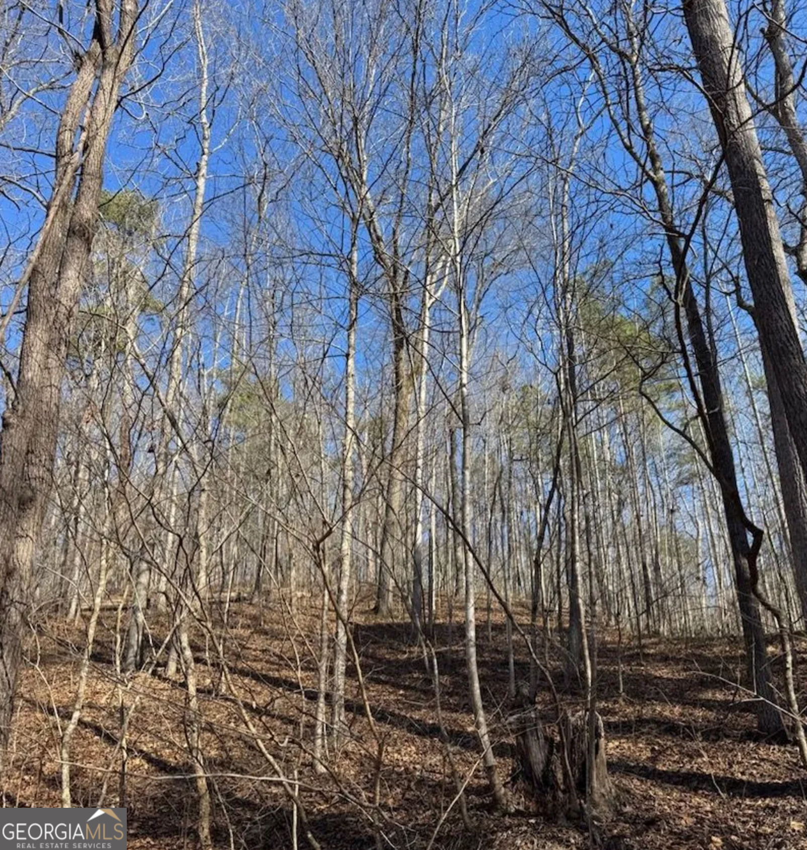 3 Rambling Road Fairmount, GA 30139 - Photo 11 of 17 a backyard of a house with lots of trees