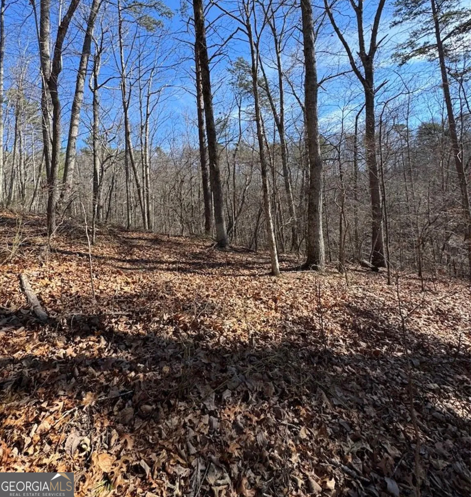 3 Rambling Road Fairmount, GA 30139 - Photo 15 of 17 a view of large trees with green space