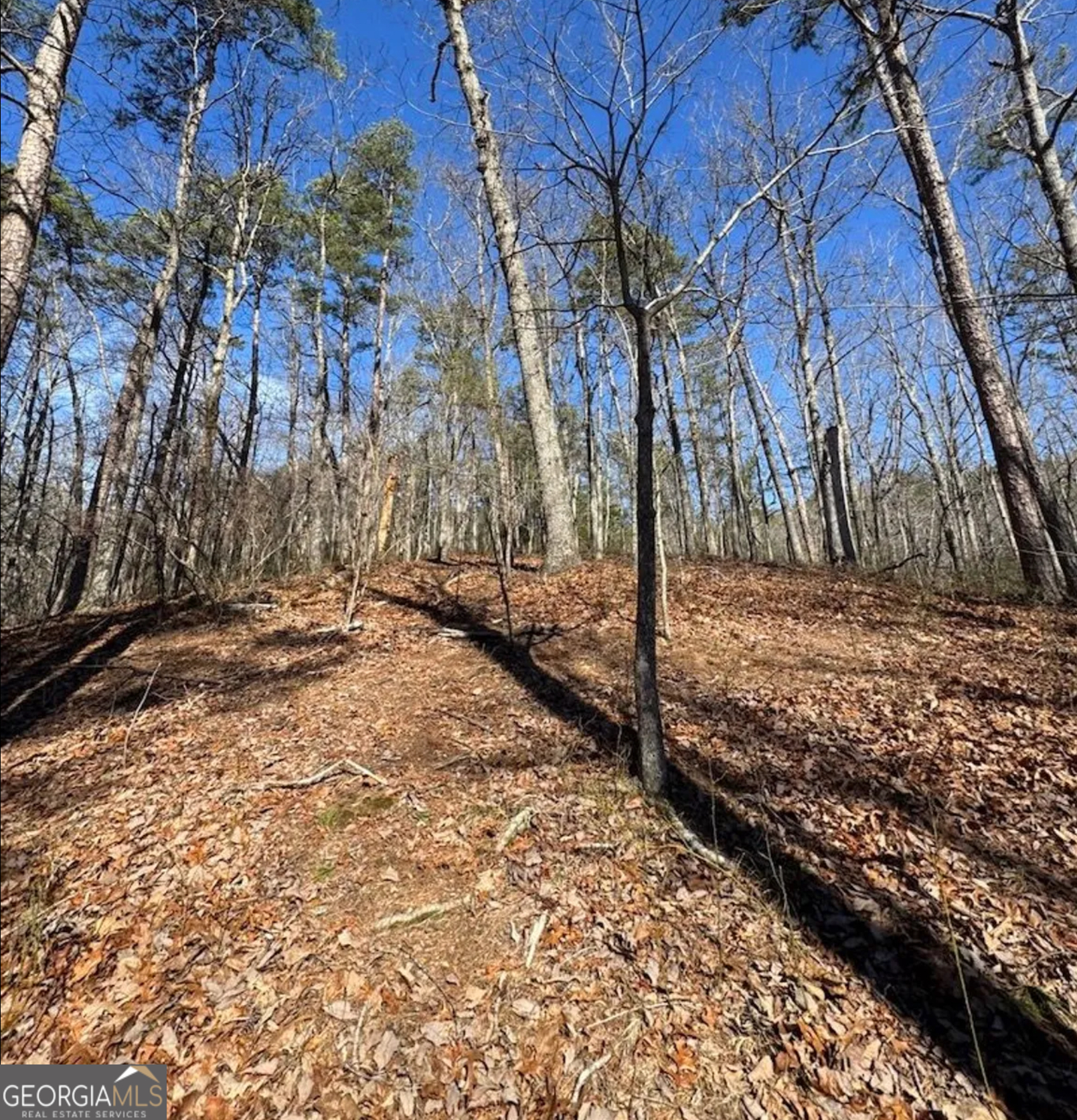3 Rambling Road Fairmount, GA 30139 - Photo 17 of 17 a view of backyard space with trees