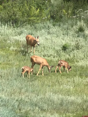 $995,000 | 767 Henry's Lake Drive, Chromo, CO 81128