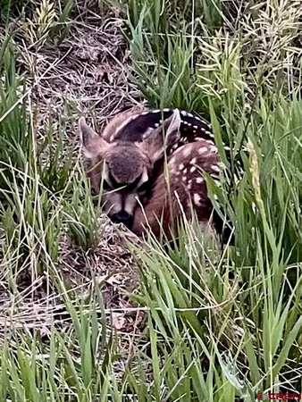 $995,000 | 767 Henry's Lake Drive, Chromo, CO 81128