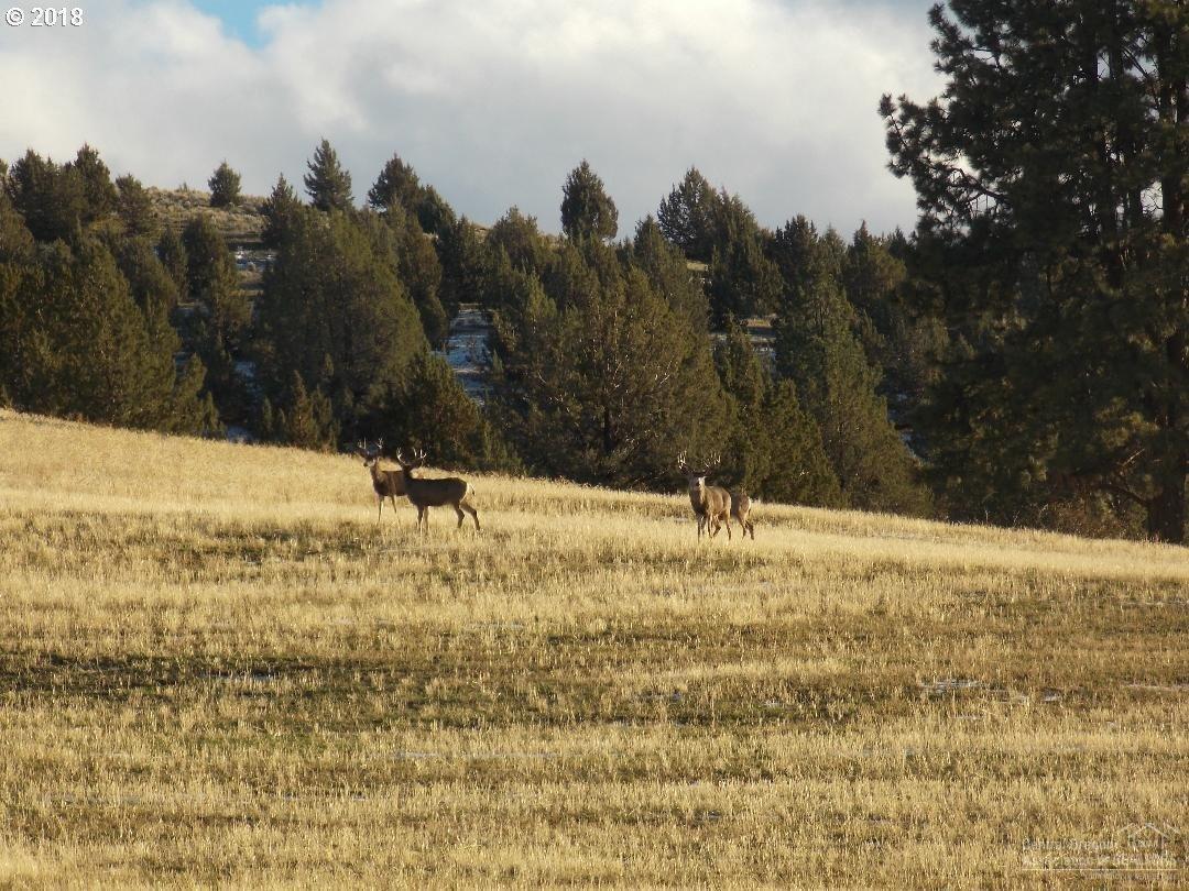 25988 Lay Cock Creek Road Mount Vernon, OR 97865 - Photo 4 of 24 Additional Photo