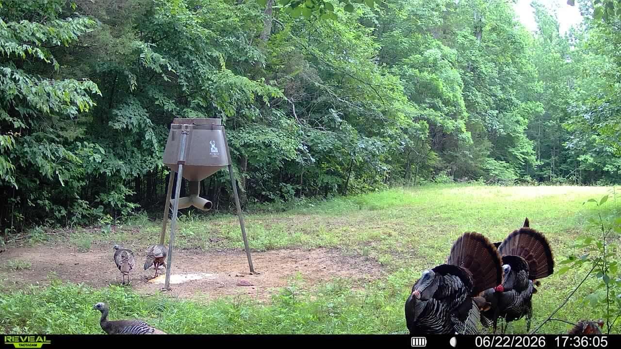 1134 Pisgah Road Smithland, KY 42081 - Photo 17 of 33 Trail Cam