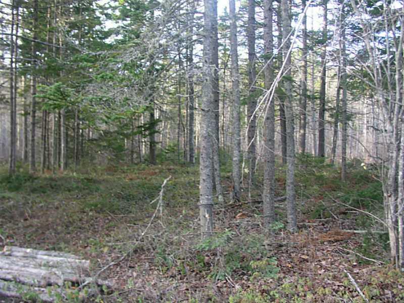 Lot Tbd Flye Point Road Brooklin, ME 04616 - Photo 3 of 14 Land.