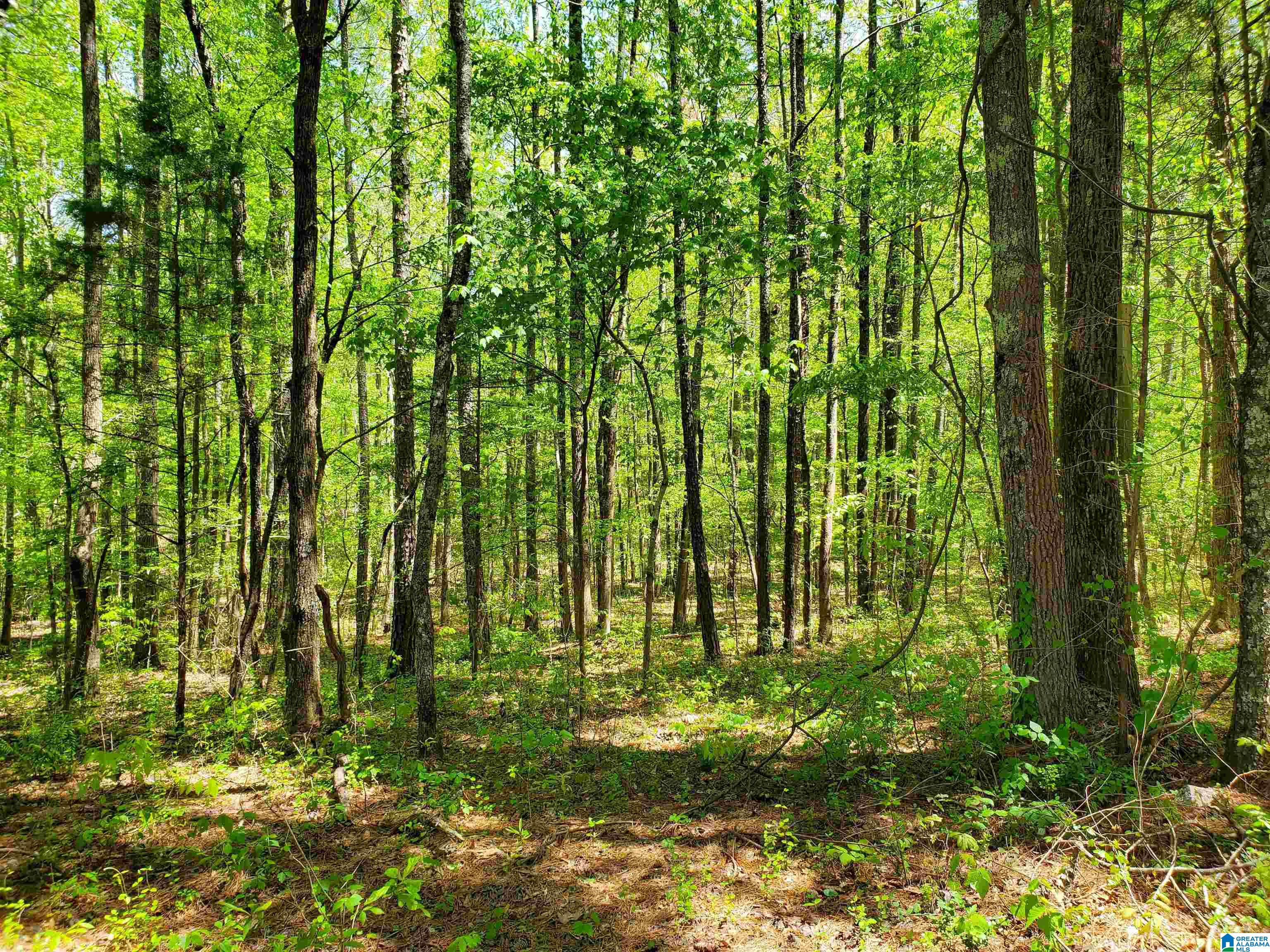 31 County Road Ashville, AL 35953 - Photo 13 of 14