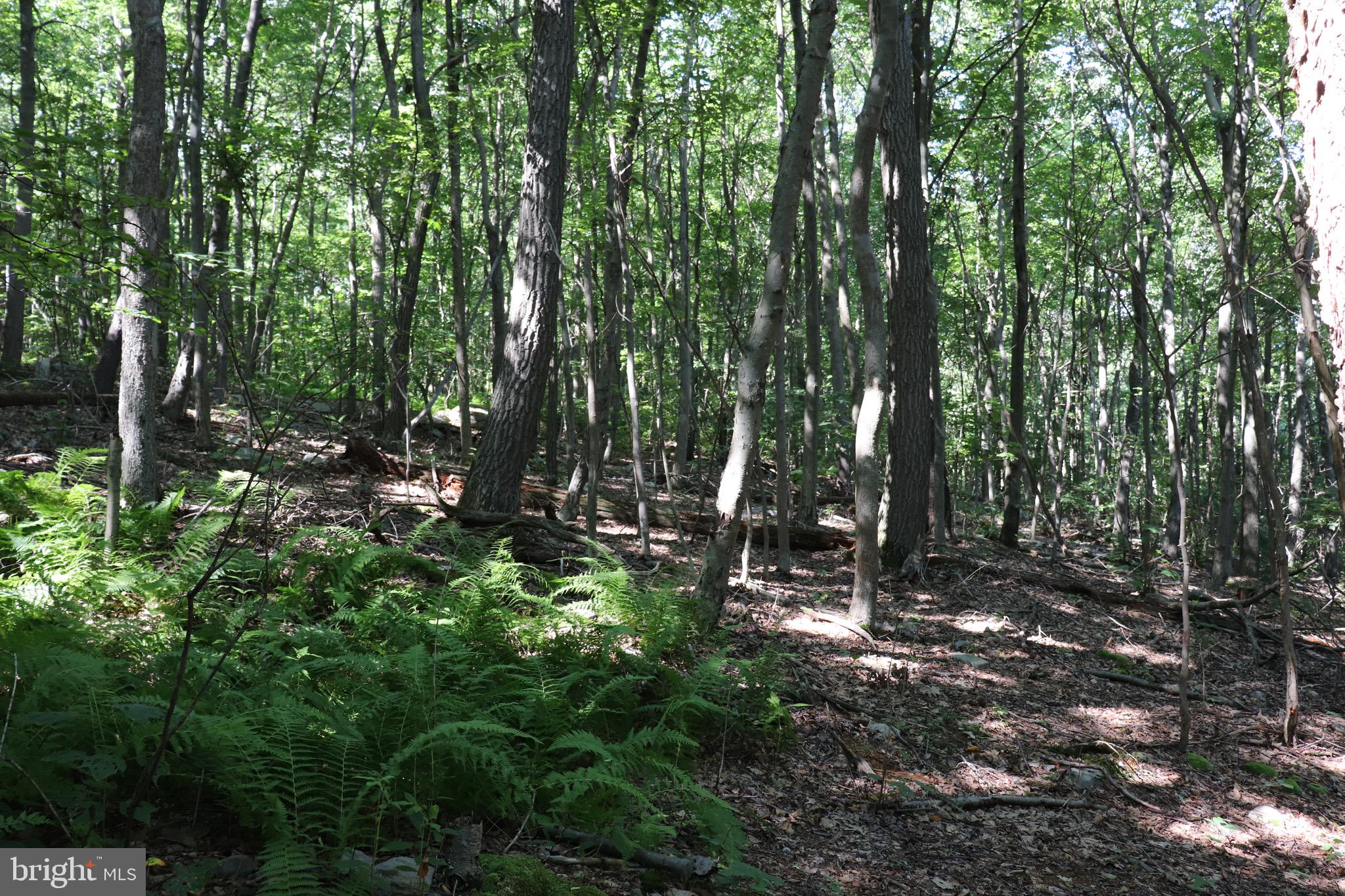 312 Ridge Run Claysburg, PA 16625 - Photo 2 of 4