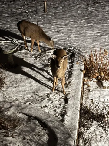 $624,900 | W5735 County Road East, Shawano, WI 54166