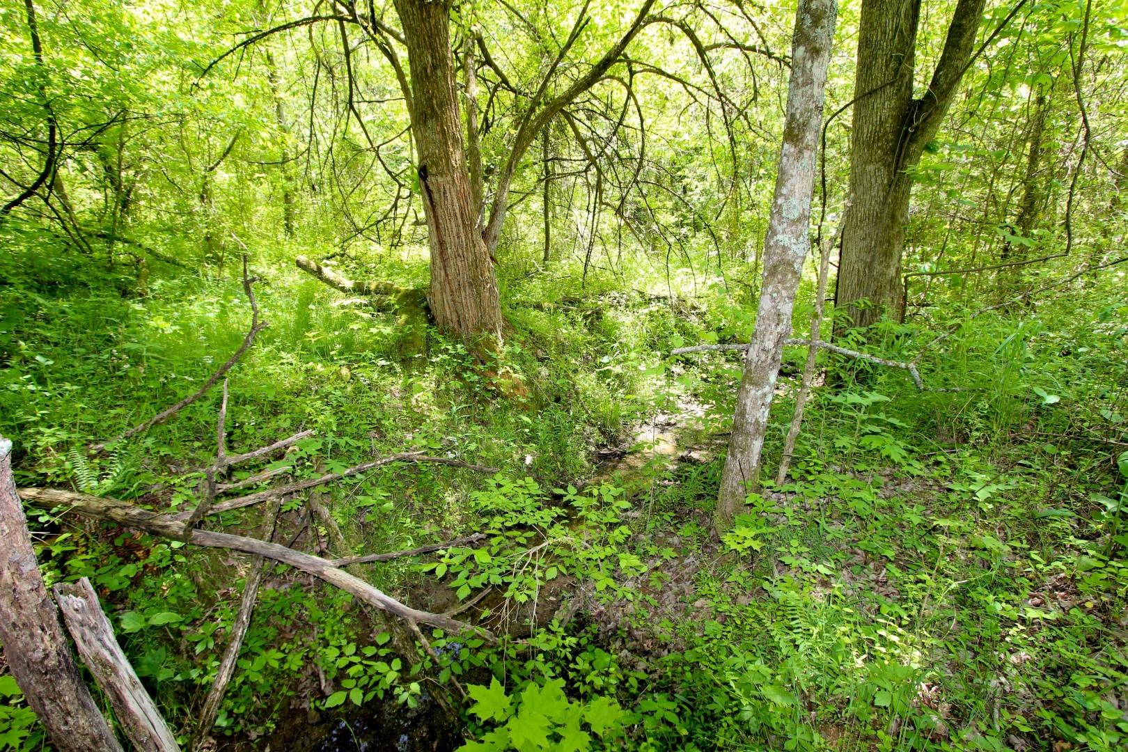 6.58-acres Crossfield Way Bybee, TN 37713 - Photo 5 of 22 IMG_4910