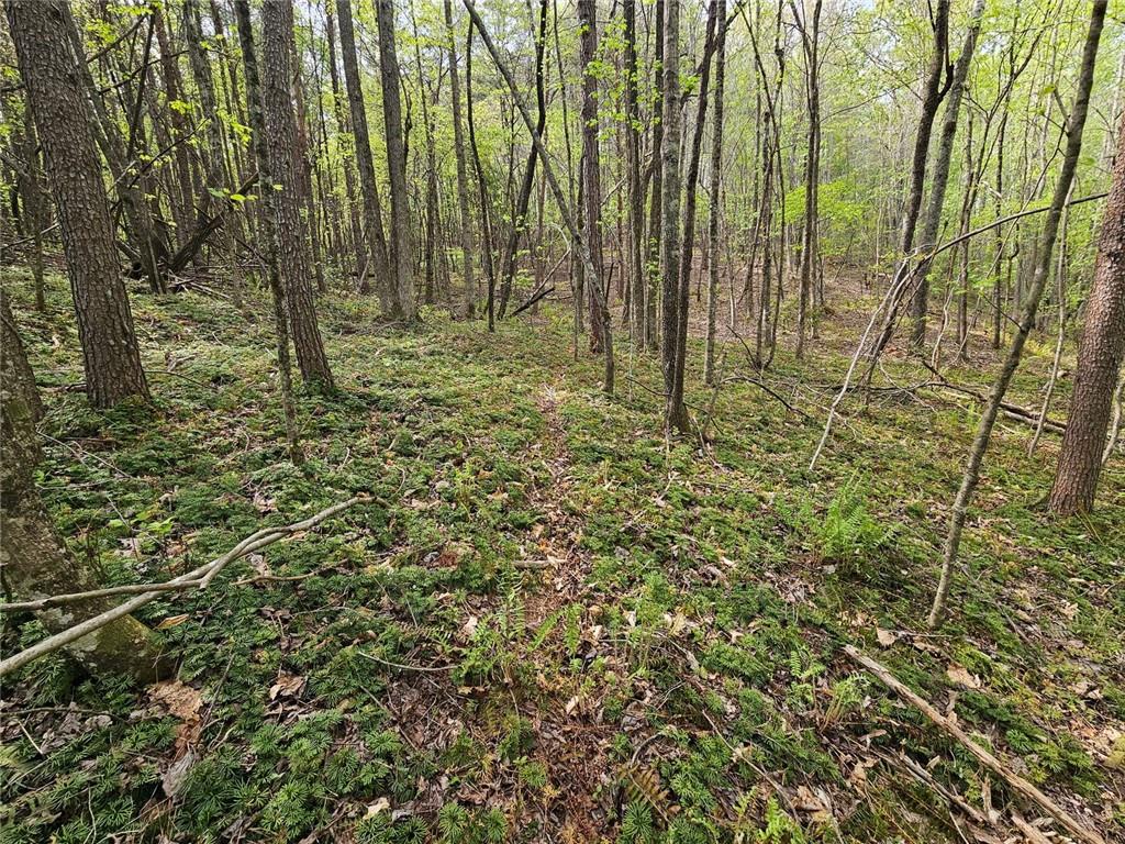 0 Talc Mine Road Jasper, GA 30143 - Photo 26 of 30 a view of backyard with green space