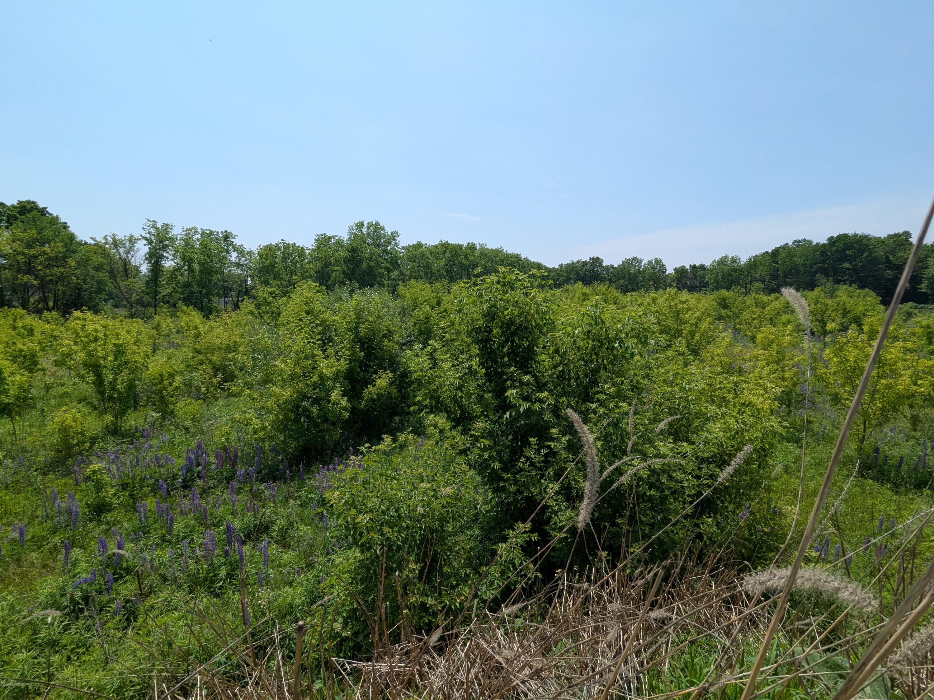 Vacant Lot Cassidy Road Bellevue, MI 49021 - Photo 11 of 41 PXL_20250608_183054097