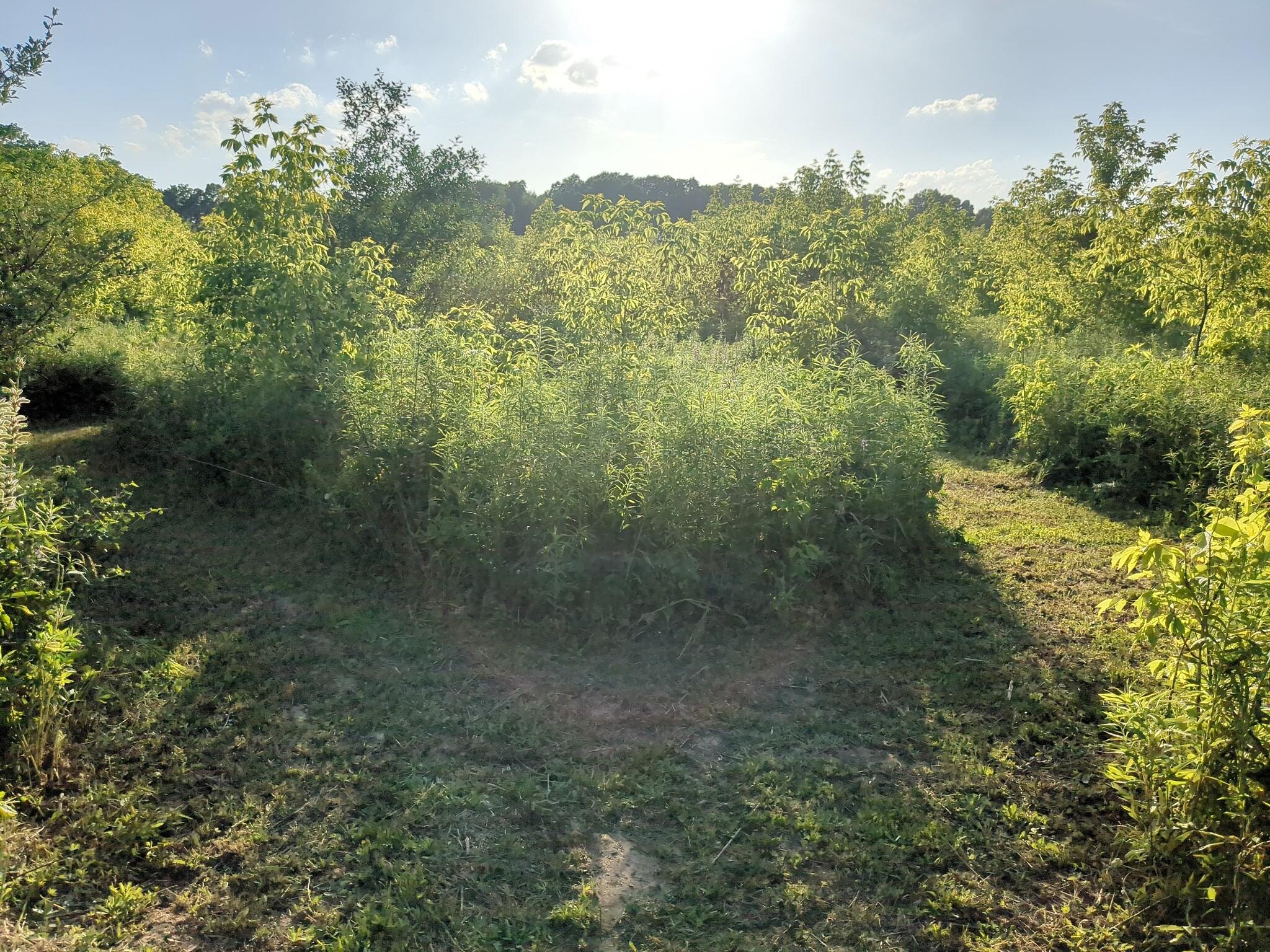 Vacant Lot Cassidy Road Bellevue, MI 49021 - Photo 12 of 41 1000020302