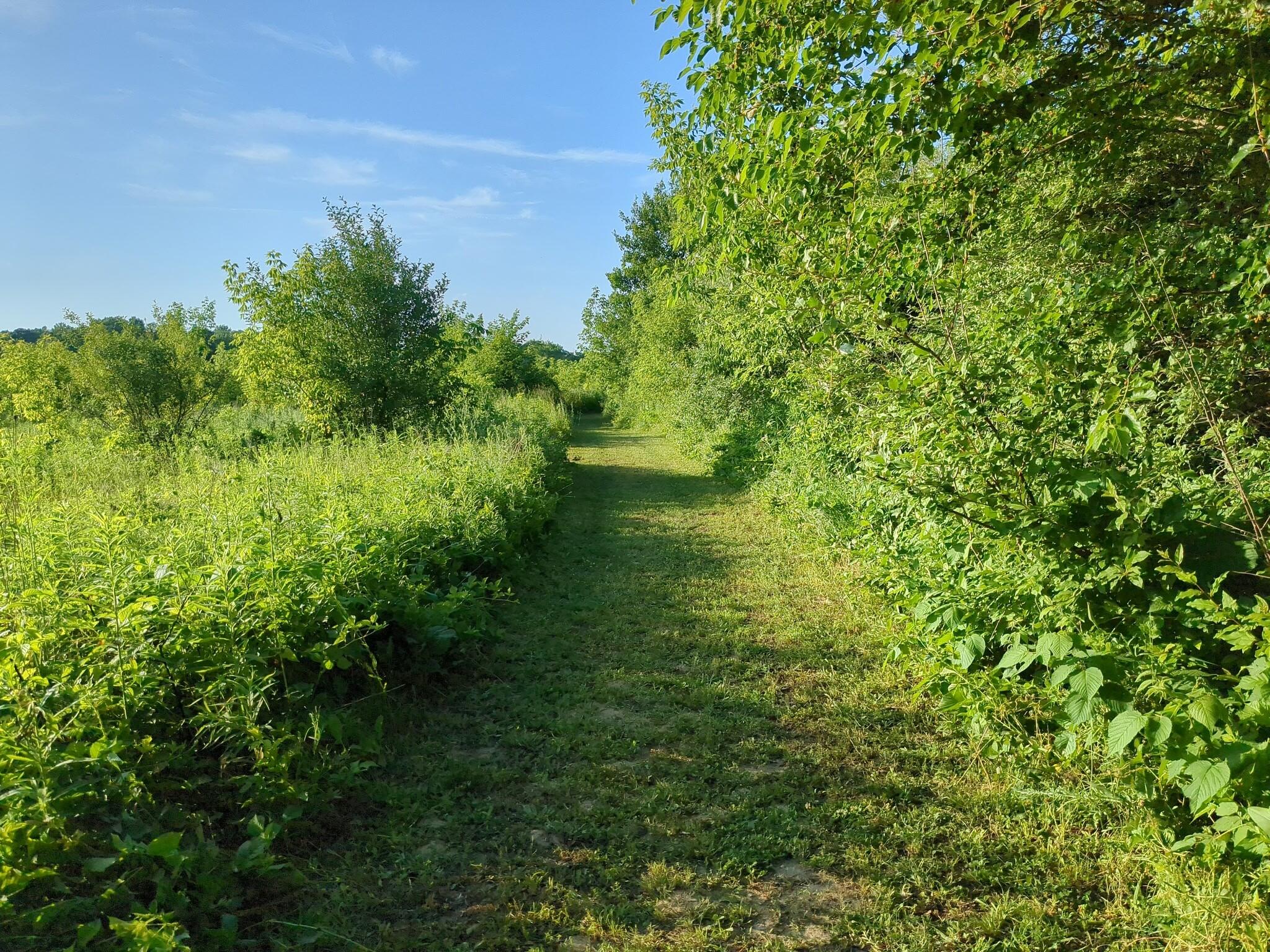 Vacant Lot Cassidy Road Bellevue, MI 49021 - Photo 16 of 41 1000020301