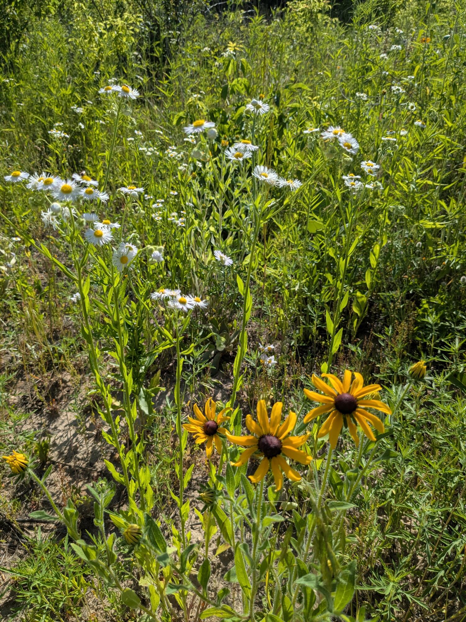 Vacant Lot Cassidy Road Bellevue, MI 49021 - Photo 17 of 41 1000020259