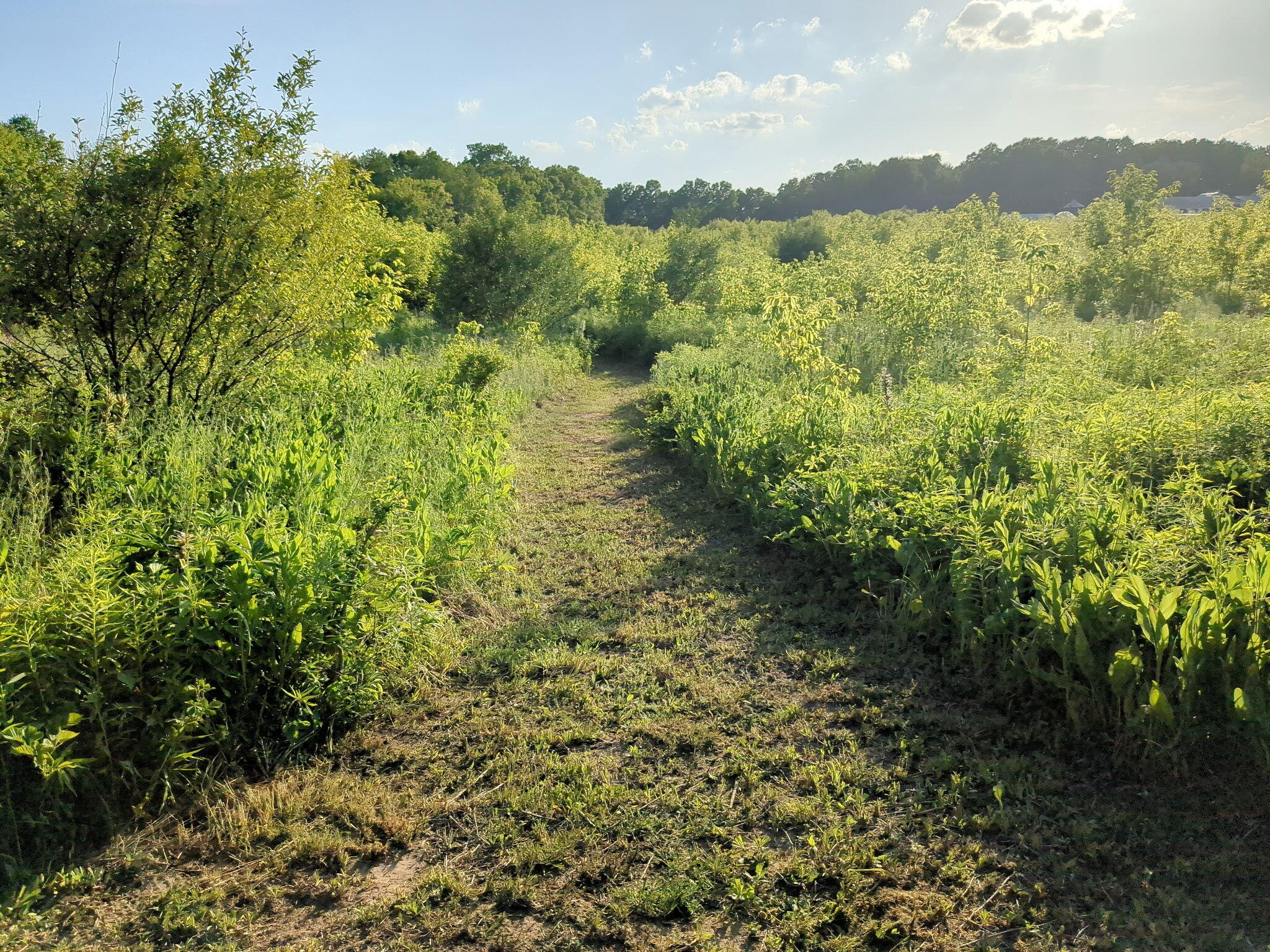 Vacant Lot Cassidy Road Bellevue, MI 49021 - Photo 40 of 41 1000020285