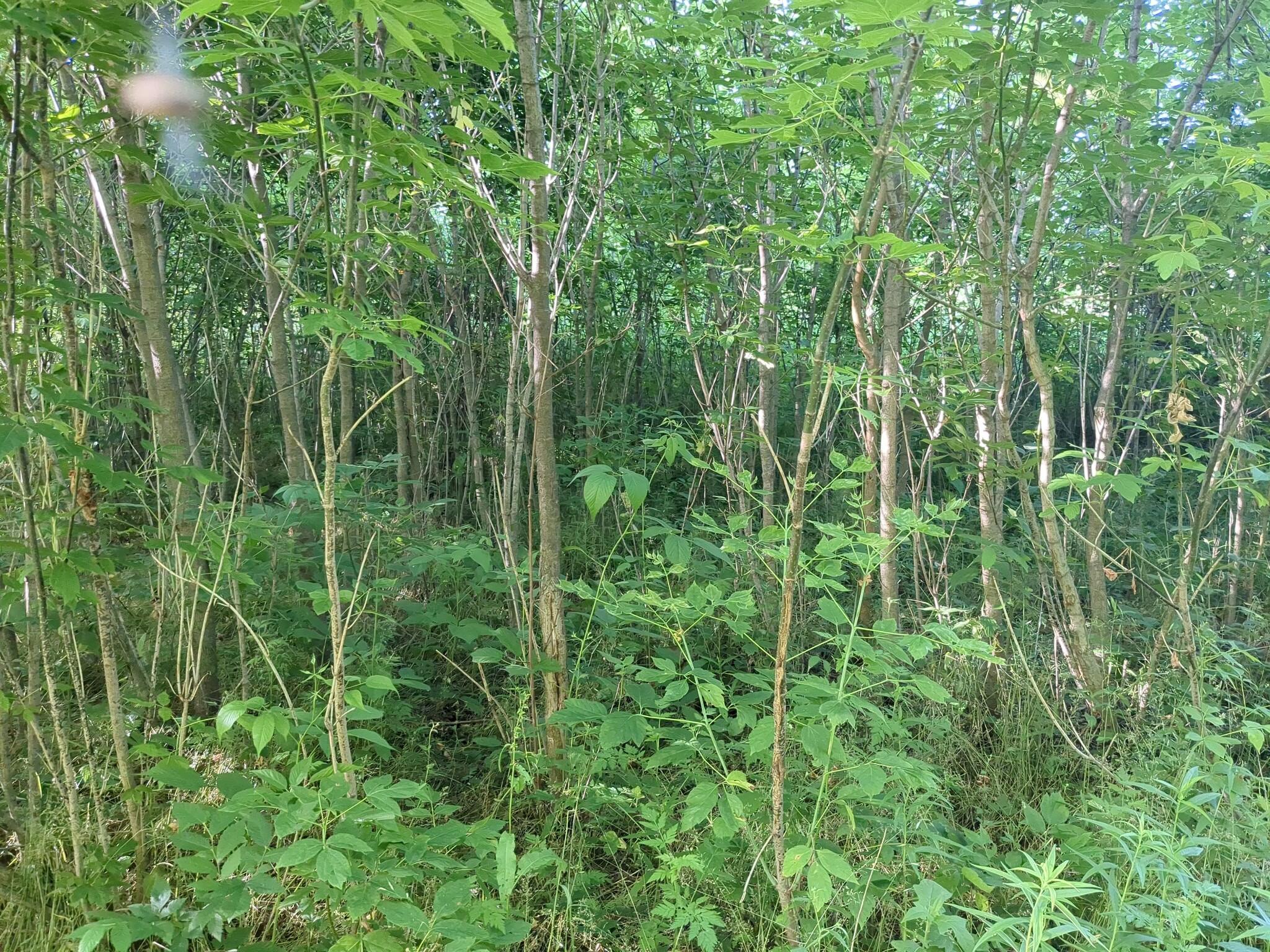 Vacant Lot Cassidy Road Bellevue, MI 49021 - Photo 8 of 41 1000020299