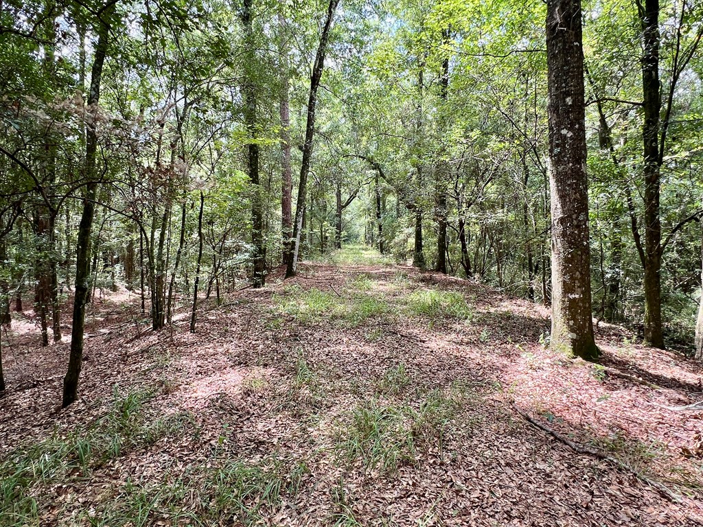 202-acres Columbus Holley Road Samson, AL 36477 - Photo 17 of 50