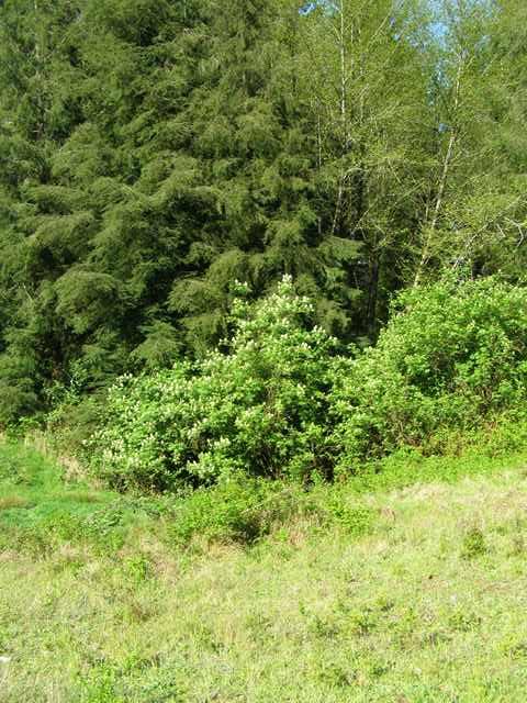 Tl#605 Latimer Road North Tillamook, OR 97141 - Photo 17 of 28 P5021232