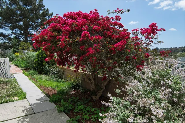a view of banana tree
