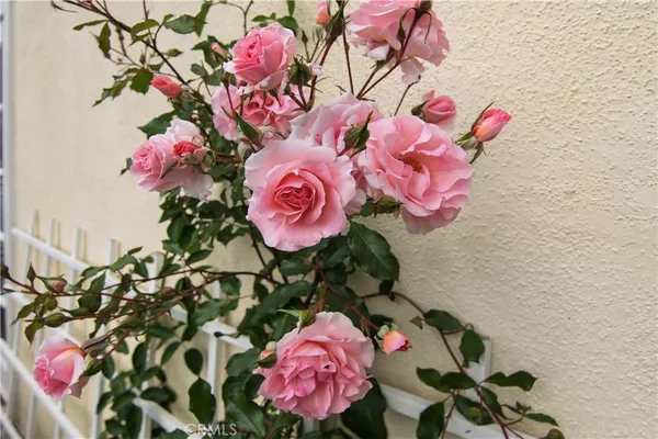 a view of a flower