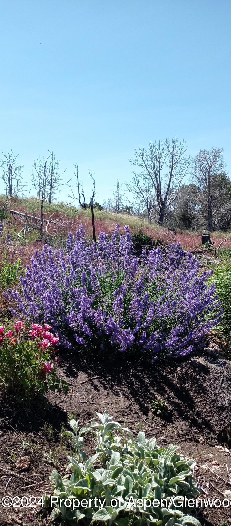 227 Lava Drive El Jebel, CO 81621 - Photo 32 of 38 a view of a garden with plants