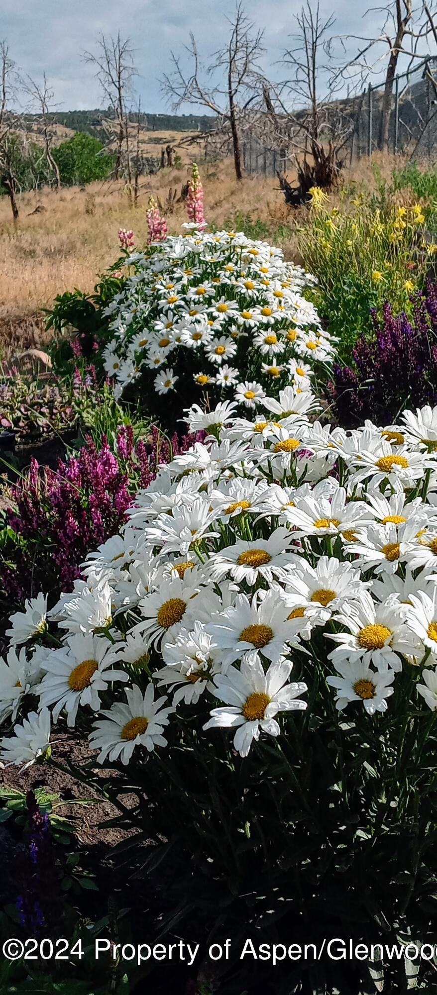 227 Lava Drive El Jebel, CO 81621 - Photo 33 of 38