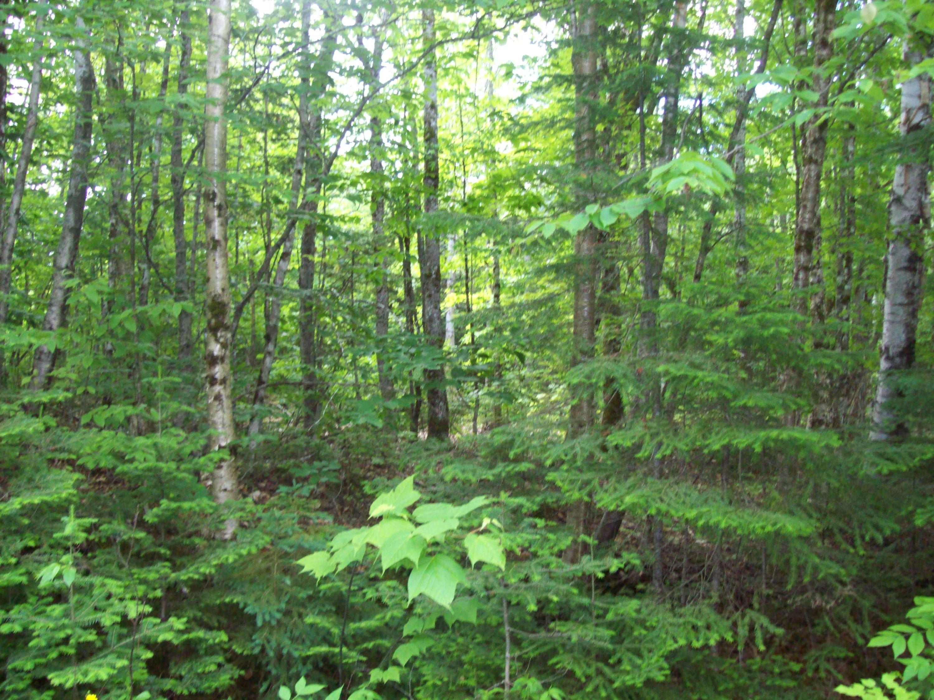 Tbd Kossar Road Carroll Plt, ME 04487 - Photo 5 of 11 100_0325
