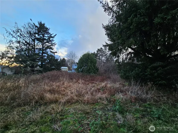 a view of a forest with trees in the background