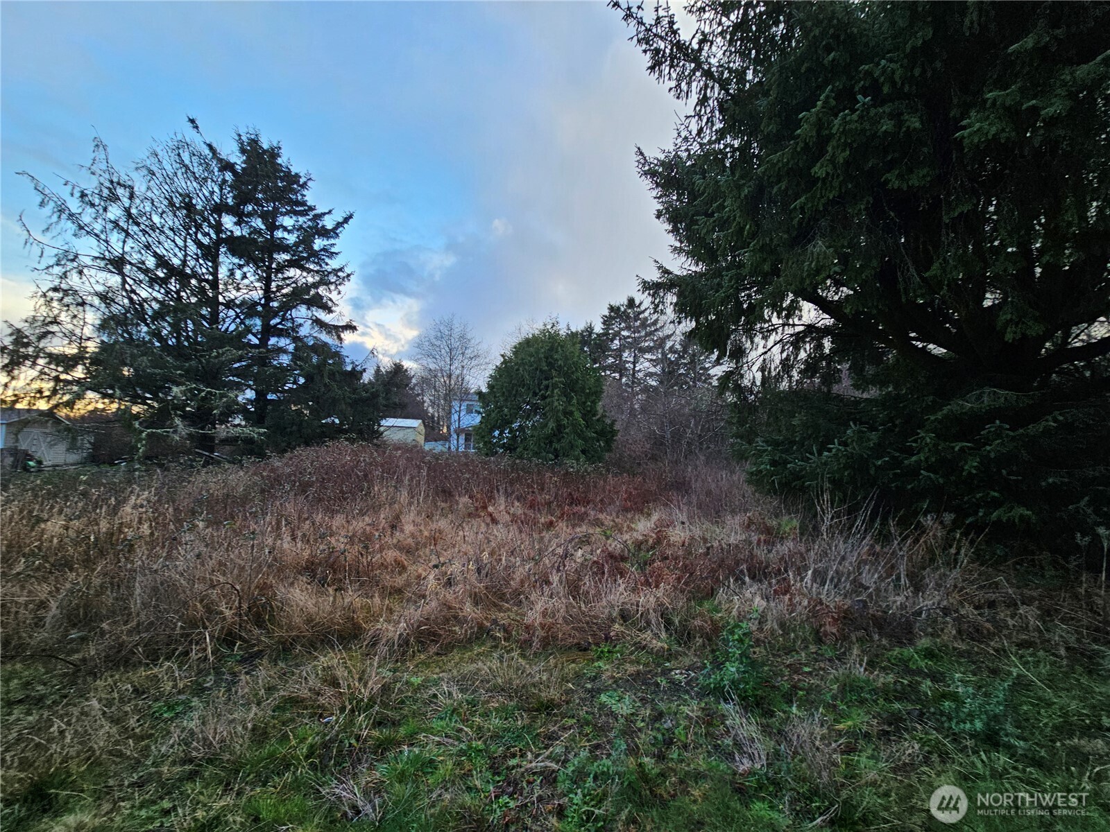 a view of a forest with trees in the background