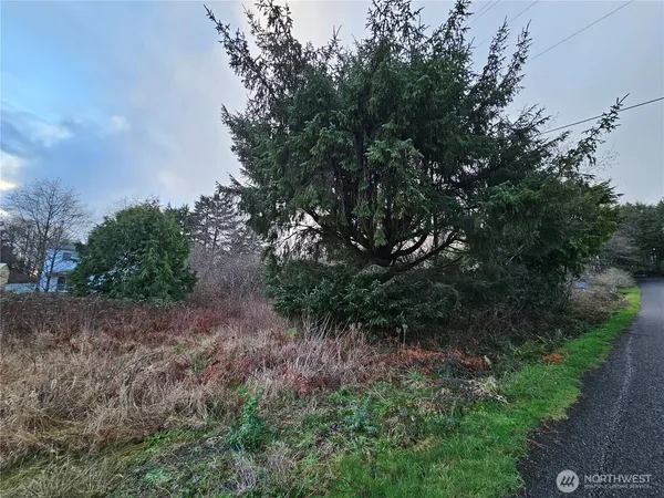 a view of a forest with trees in the background