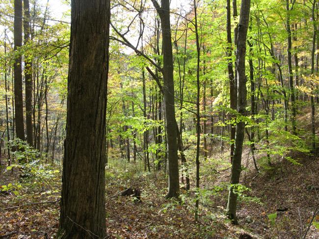 100 Red Springs Road Meadow Bridge, WV 25976 - Photo 6 of 27 well tended forest