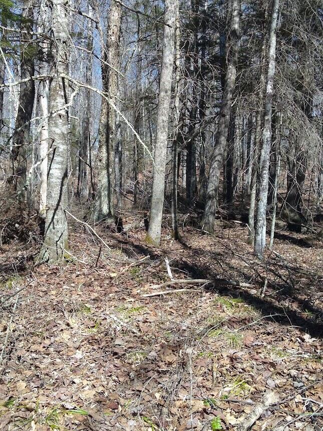 Lot 2.03 Mill Road Thorndike, ME 04986 - Photo 3 of 8 Land