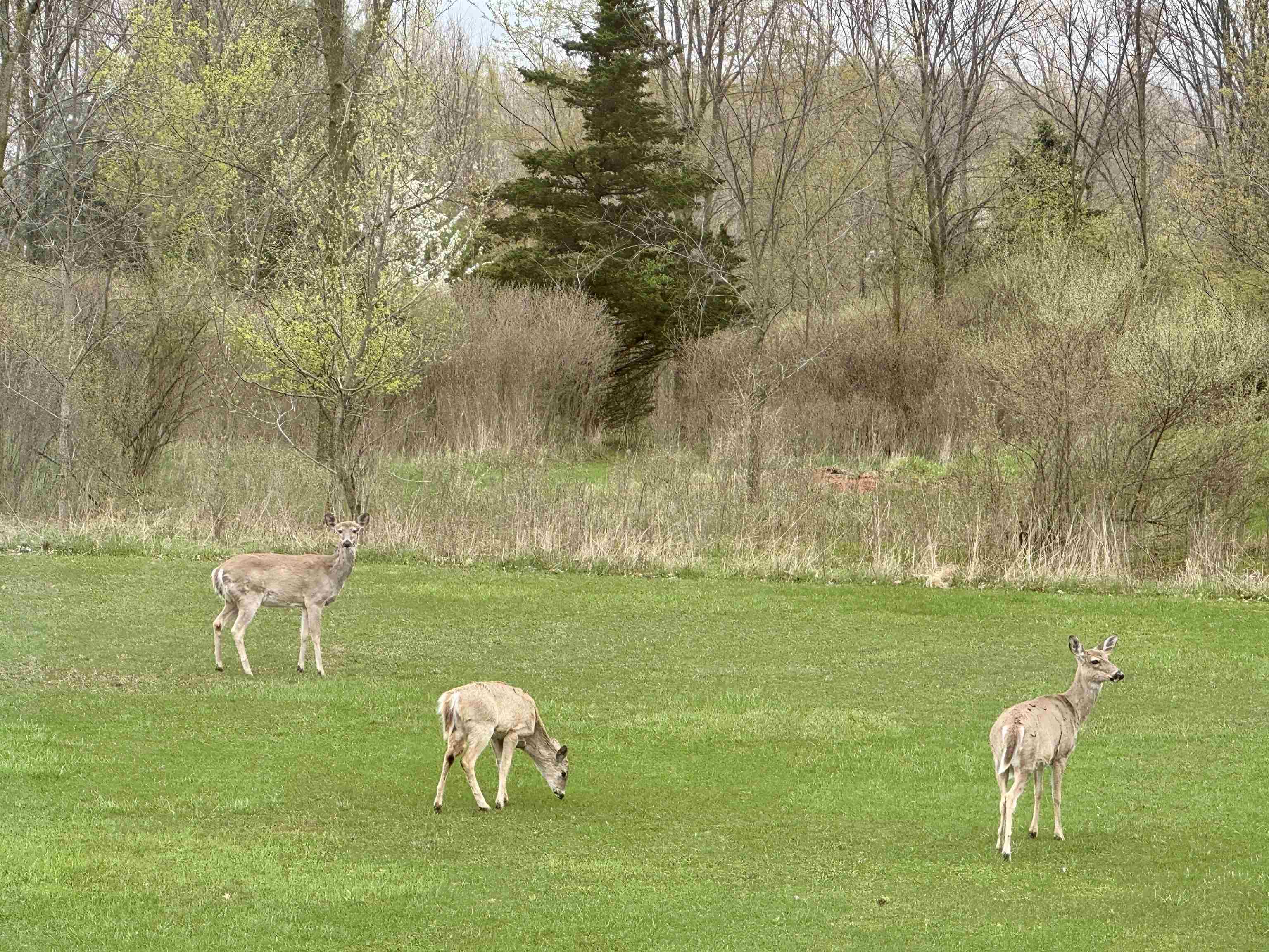 850 Middleton Road Owosso, MI 48867 - Photo 33 of 35