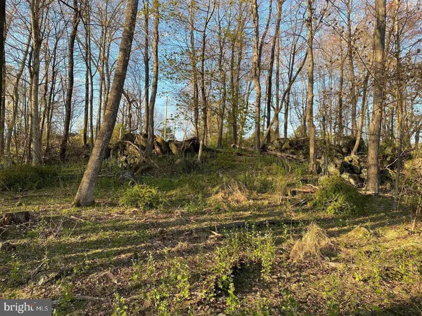 a view of a yard with plants and trees