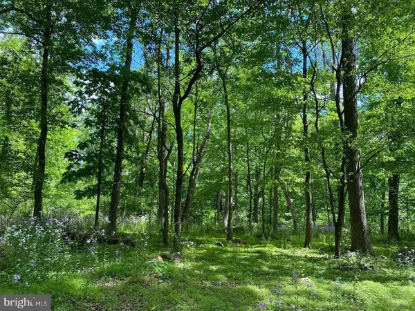 a big yard with lots of green space and trees