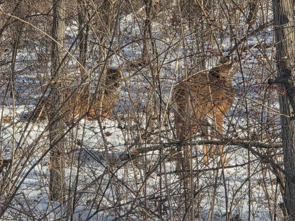 $7,500 | 916 Missouri Drive, Dixon, IL 61021