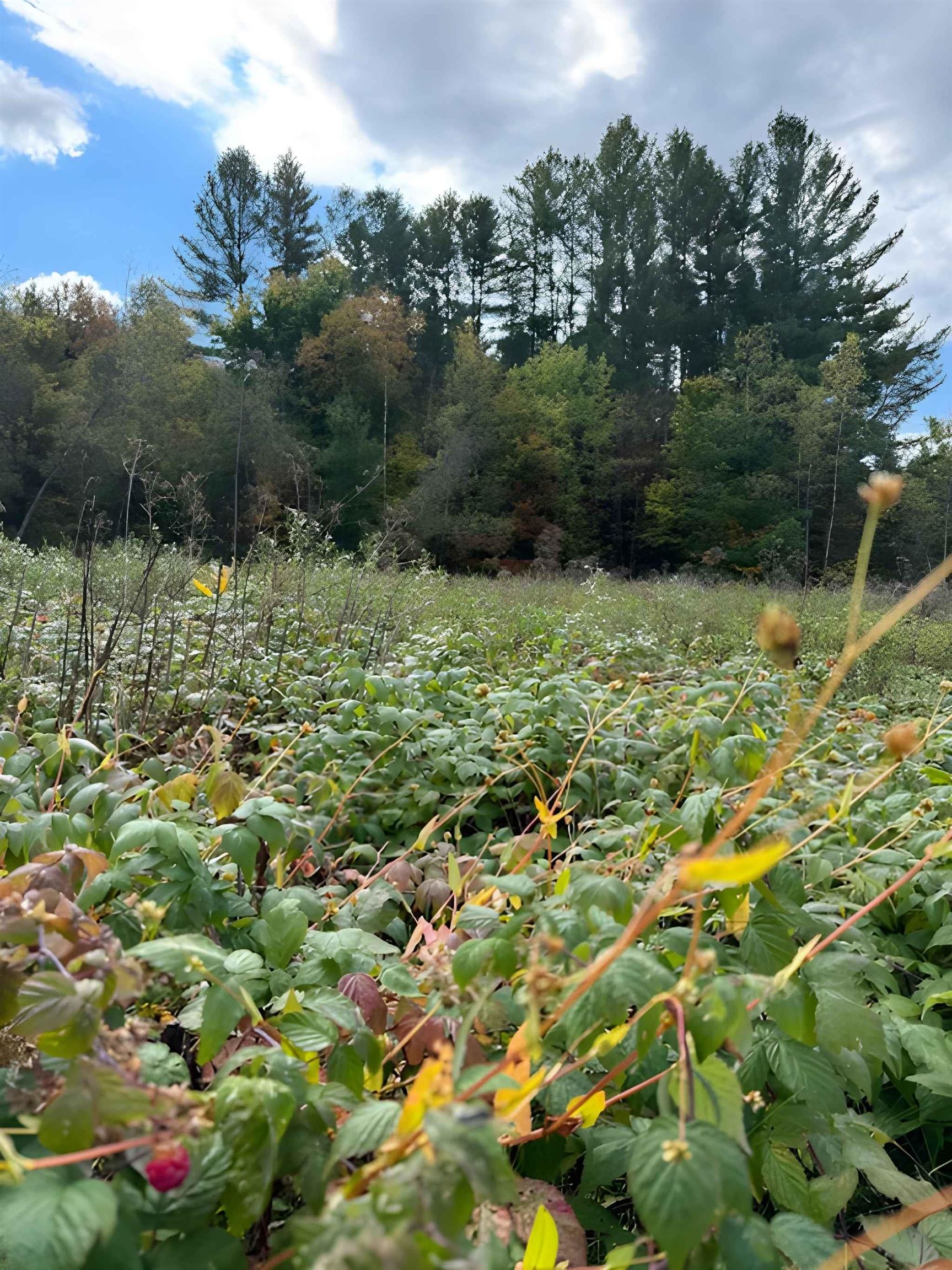 843 River Road Troy, VT 05859 - Photo 4 of 17