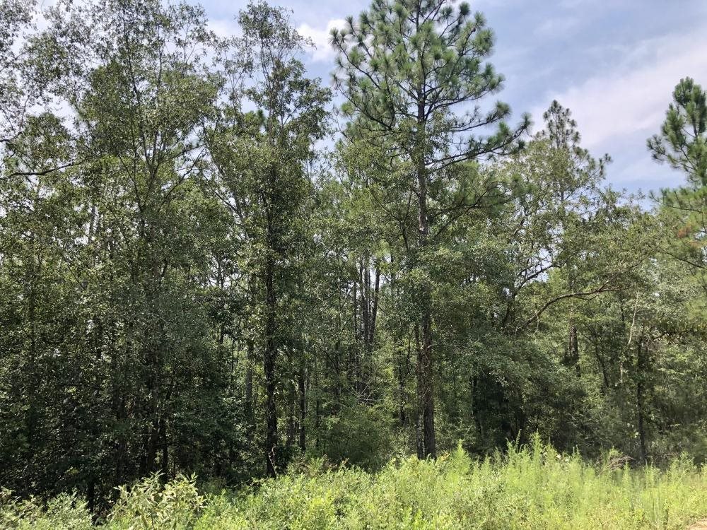 0 Private Road McIntosh, AL 36553 - Photo 2 of 21