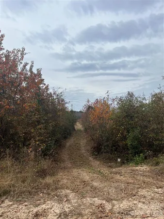 a view of a dry yard with trees