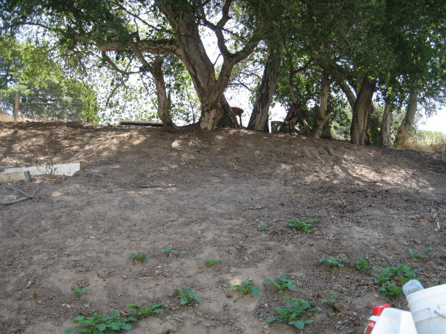 14203 Overpass Road Watsonville, CA 95076 - Photo 8 of 9 a view of outdoor space and tree