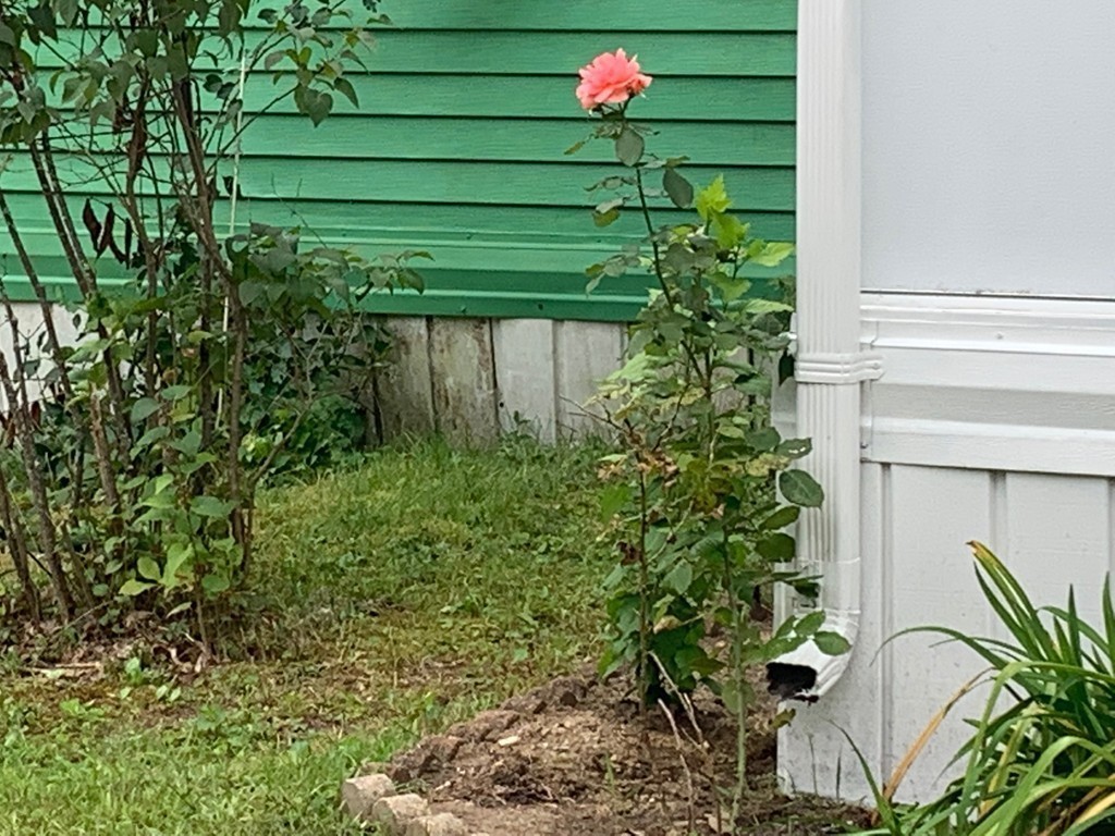 83 Clark Road, Unit 65 Shirley, MA 01464 - Photo 5 of 15 a backyard of a house with a garden