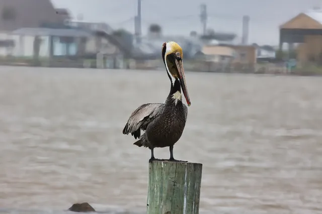 $549,862 | 2061 County Road 230, Sargent, TX 77414