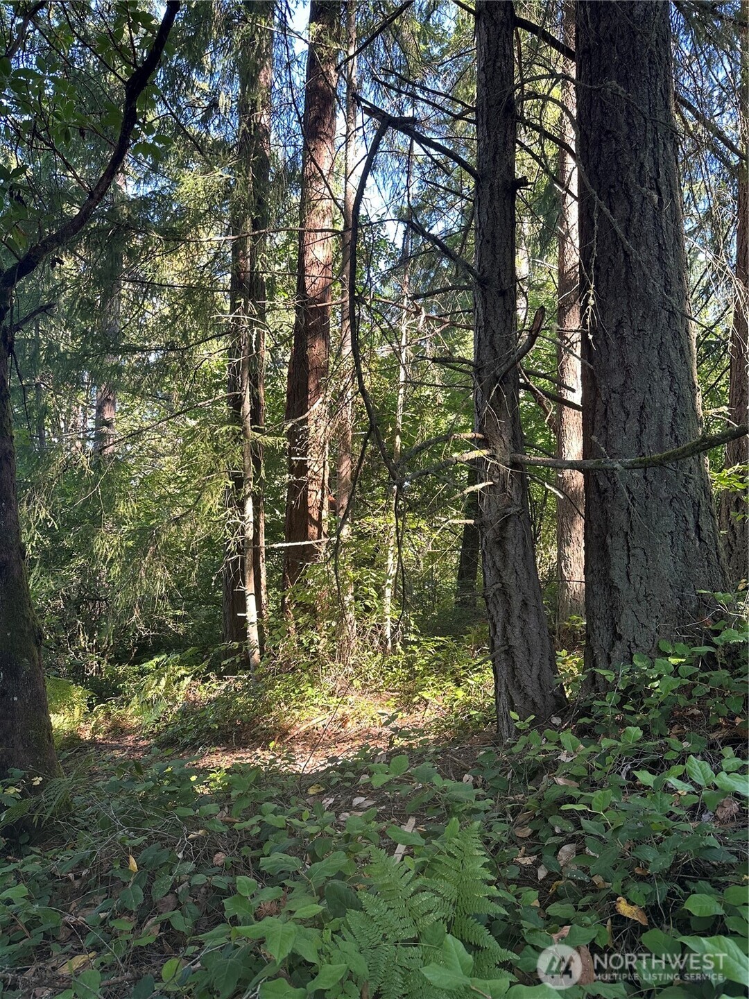 0 Walnut Lane Steilacoom, WA 98388 - Photo 2 of 4 a backyard of a house with lots of green space