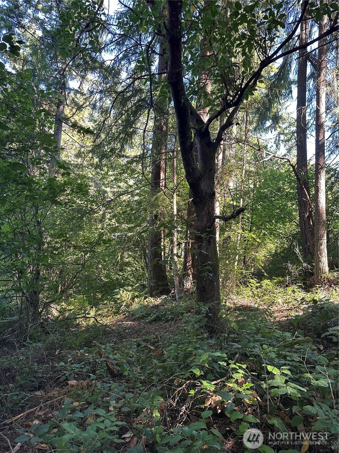0 Walnut Lane Steilacoom, WA 98388 - Photo 3 of 4 a big tree in middle of the forest