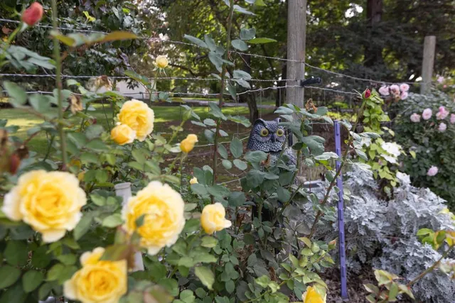 $900,000 | 7000 Marysville Boulevard, Rio Linda, CA 95673