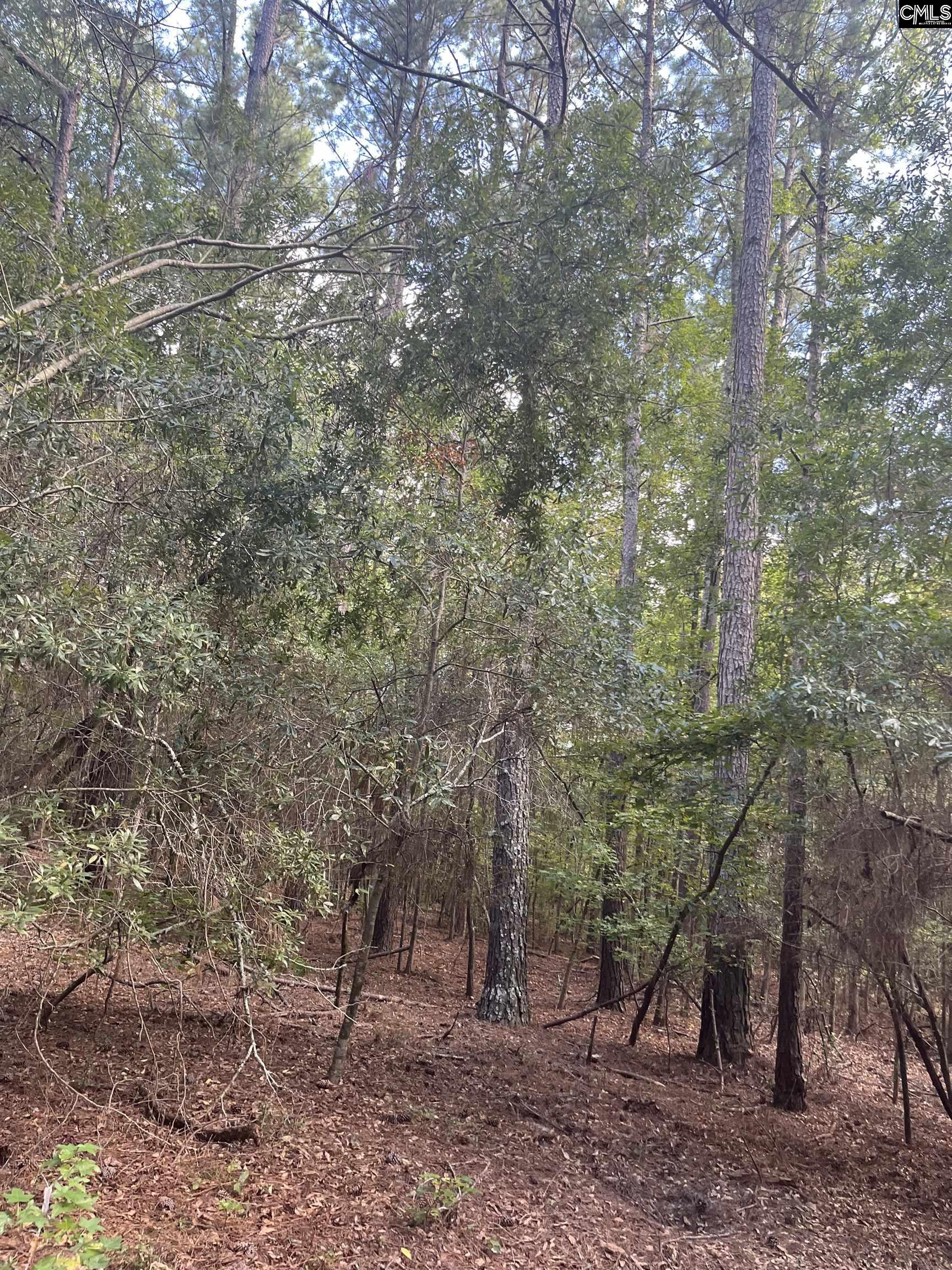 Tbd Festival Trail Road Salley, SC 29137 - Photo 7 of 12